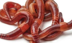 ۲۳ نکته درباره «کرم‌ خاکی»؛ یکی از مفیدترین موجودات جهان