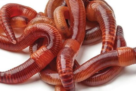 ۲۳ نکته درباره «کرم‌ خاکی»؛ یکی از مفیدترین موجودات جهان