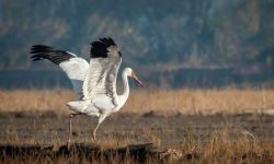 «امید» تنها به سیبری رفت؛رویا از ایران دل نکند