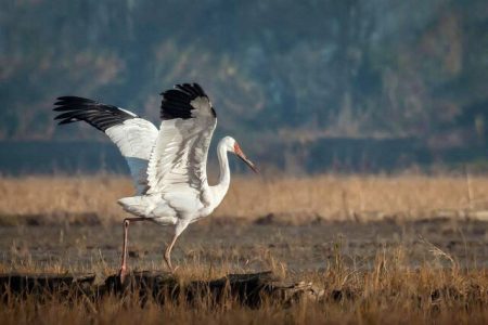 «امید» تنها به سیبری رفت؛رویا از ایران دل نکند