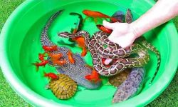 خرید و فروش غیرقانونی گونه‌های جانوری و گیاهی/ اصالت هفت سین را حفظ کنیم