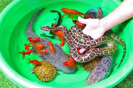 خرید و فروش غیرقانونی گونه‌های جانوری و گیاهی/ اصالت هفت سین را حفظ کنیم