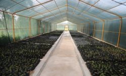 نفتی ها در مسجدسلیمان ۲۰۰۰۰۰ اصله نهال می کارند