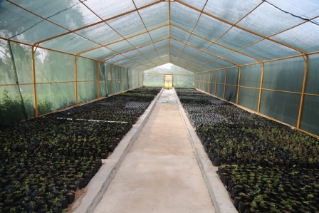 نفتی ها در مسجدسلیمان ۲۰۰۰۰۰ اصله نهال می کارند