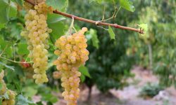 ترکیبات زیستی انگور در پیشگیری و درمان سرطان سینه موثر است