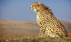 طرح تکثیر یوز برای حفظ یوزپلنگ آسیایی به کجا رسید؟