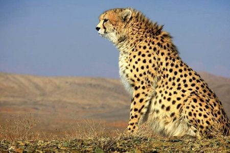 طرح تکثیر یوز برای حفظ یوزپلنگ آسیایی به کجا رسید؟