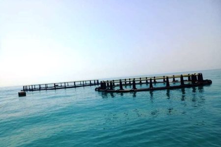 پرورش ماهی در قفس در سد مارون اجرایی می‌شود