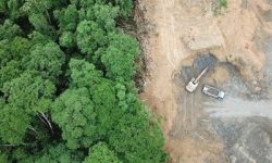 بحرانی شدن ۱۴ میلیون هکتار از اراضی کشور/وضعیت جنگل ها خوب نیست