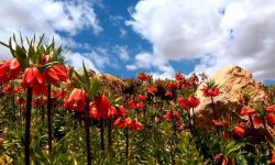 دشت لاله‌های واژگون کوهرنگ؛ شکوهی به وسعت بهار