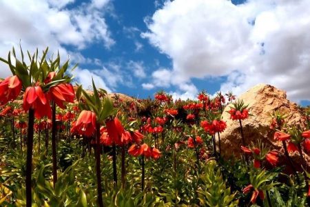 دشت لاله‌های واژگون کوهرنگ؛ شکوهی به وسعت بهار