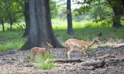 نخستین گوساله‌های گوزن زرد ایرانی امسال در خوزستان متولد شدند