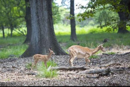 نخستین گوساله‌های گوزن زرد ایرانی امسال در خوزستان متولد شدند