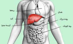 تشخیص زودهنگام بیماری‌های کبد را جدی بگیرید