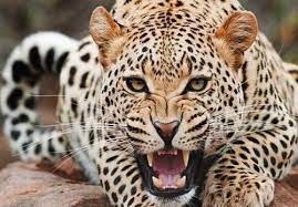 یک قلاده پلنگ ماده در پارک ملی گلستان تلف شد