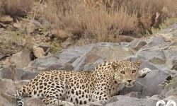 (۱۶+) ویدئوی دلخراش لحظات تصادف توله ببر در جاده شیراز