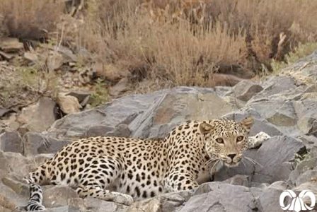 (۱۶+) ویدئوی دلخراش لحظات تصادف توله ببر در جاده شیراز