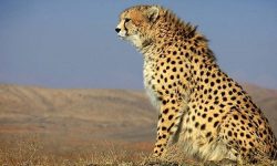 توله بازمانده «هلیا» پس از ماه‌ها در توران دیده شد