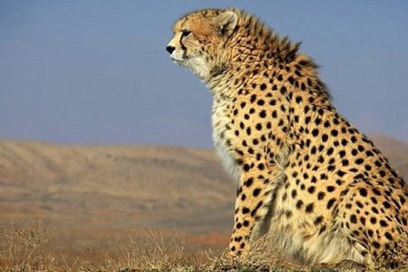 توله بازمانده «هلیا» پس از ماه‌ها در توران دیده شد