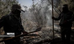 آتش سوزی مزارع در خوزستان علاوه بر ایجاد آلودگی، تنوع زیستی را نیز نابود می‌کند
