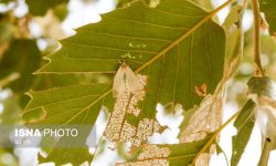 ۸۰۰۰ هکتار از جنگل‌های کهگیلویه و بویراحمد دچار آفت جوانه‌خوار بلوط