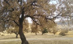 فرماندار اندیکا: خبر سوختن گسترده درختان بلوط صحت ندارد