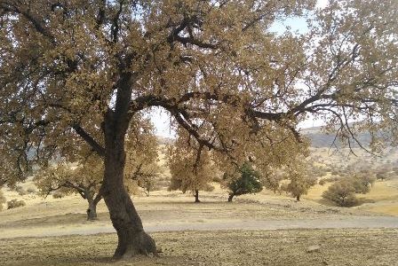 فرماندار اندیکا: خبر سوختن گسترده درختان بلوط صحت ندارد