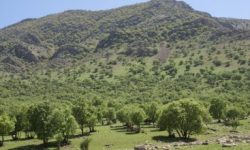 ایران خواستار همکاری جهانی برای نجات جنگل‌های زاگرس است