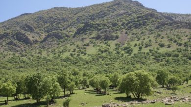 ایران خواستار همکاری جهانی برای نجات جنگل‌های زاگرس است