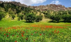 تولید ۲۴۱ میلیون اصله نهال در نهالستان‌های دولتی و غیردولتی کشور