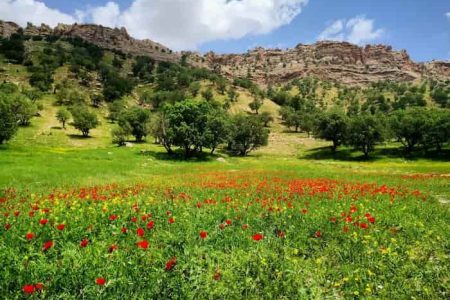 تولید ۲۴۱ میلیون اصله نهال در نهالستان‌های دولتی و غیردولتی کشور