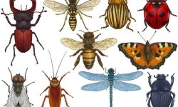 کاهش جهانی جمعیت حشرات؛ علت‌ها و پیامدها