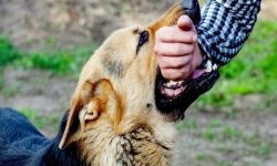 بیشترین موارد حیوان‌گزیدگی از طریق «سگ‌» / اهمیت شروع درمان «هاری» در روز صفر گزش