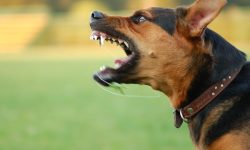 فقط سگ ناقل بیماری هاری نیست ؛ از این حیوانات هم بترسید / ۱۵ توصیه مهم برای پیشگیری از سگ‌گزیدگی