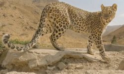 بازگشت ۲ قلاده توله پلنگ به آغوش مادر با تلاش محیط بانان محیط زیست