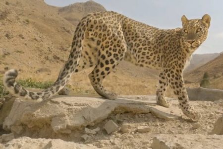 بازگشت ۲ قلاده توله پلنگ به آغوش مادر با تلاش محیط بانان محیط زیست