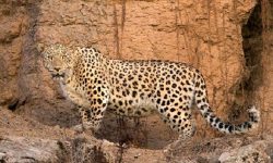 حمله وحشتناک پلنگ به یک گروه طبیعت‌گرد