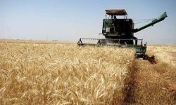 تولید ۵۰ درصد گندم مورد نیاز کشور در خوزستان