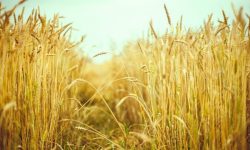 دیمزارهای تمبی فراخ مسجدسلیمان احیا می‌شوند