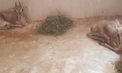 کشف یک رأس بچه آهو از یک منزل مسکونی در مشهد