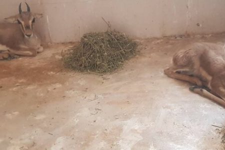 کشف یک رأس بچه آهو از یک منزل مسکونی در مشهد