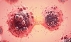 استفاده از آنتی‌بادی‌های بدن یک نوع شتر برای مقابله با سرطان