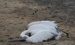 مجوز ساخت پتروپالایش ملل در تالاب شادگان صادر نشده است