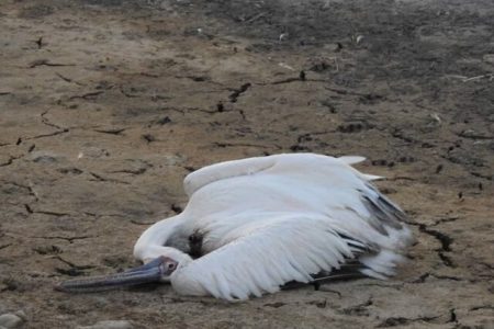 مجوز ساخت پتروپالایش ملل در تالاب شادگان صادر نشده است