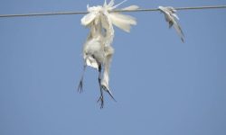 مدیرکل حفاظت محیط زیست خوزستان خبر داد مرگ دردناک پرندگان هورالعظیم در برخورد با کابل‌های برق/ شکایت محیط زیست از شرکت نفتی