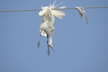 مدیرکل حفاظت محیط زیست خوزستان خبر داد مرگ دردناک پرندگان هورالعظیم در برخورد با کابل‌های برق/ شکایت محیط زیست از شرکت نفتی