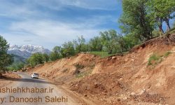 نابودی ۶ هزار درخت بلوط در ازای ۸ کیلومتر جاده