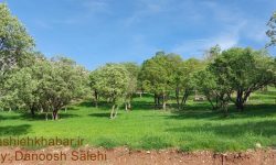 مناطق چهارگانه محیط زیست کدامند و چه تفاوتی باهم دارند؟