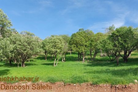 مناطق چهارگانه محیط زیست کدامند و چه تفاوتی باهم دارند؟