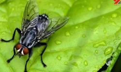 تولید پلاستیک ، جذب آب سیل و رهاسازی تدریجی رطوبت از مگس‌های مرده!